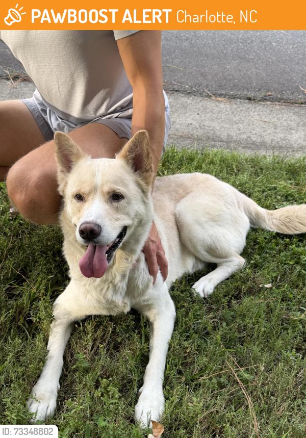 Found/Stray Male Dog last seen Arbor vista dr, Charlotte, NC 28262