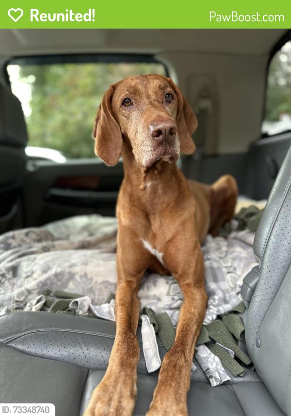 Reunited Male Dog last seen Near 154th Ave SE, Kent, WA 98042, USA, Kent, WA 98042