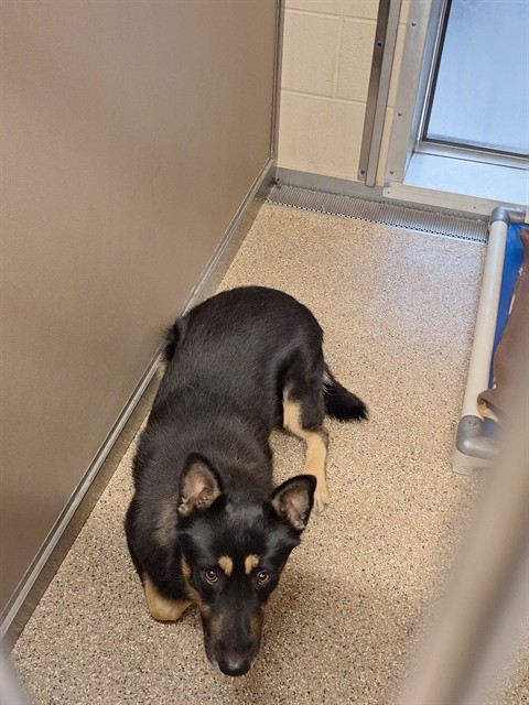 Shelter Stray Male Dog last seen PERRY ST, 3001 2nd St SW, Albuquerque, NM 87105, USA