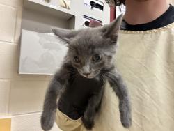 Shelter Stray Male Cat last seen Near BLOCK W PLATTE AVE, COLORADO SPRINGS CO 80904, 610 Abbot Ln, Colorado Springs, CO 80905, USA