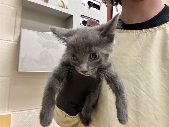 Shelter Stray Male Cat last seen Near BLOCK W PLATTE AVE, COLORADO SPRINGS CO 80904, 610 Abbot Ln, Colorado Springs, CO 80905, USA