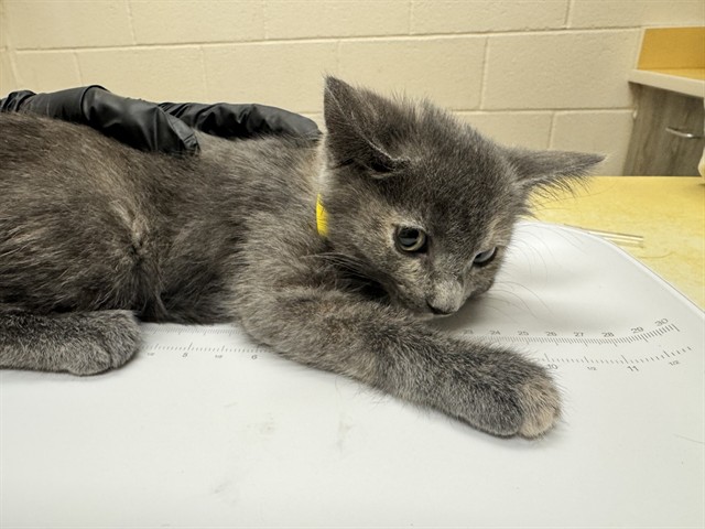 Shelter Stray Female Cat last seen Near BLOCK W PLATTE AVE, COLORADO SPRINGS CO 80904, 610 Abbot Ln, Colorado Springs, CO 80905, USA