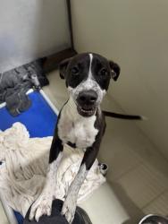 Shelter Stray Female Dog last seen Near BLOCK GREGORY DR, MOJAVE CA 93501, 3951 Fruitvale Ave, Bakersfield, CA 93308, USA