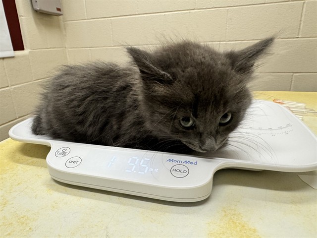 Shelter Stray Male Cat last seen Near BLOCK W PLATTE AVE, COLORADO SPRINGS CO 80904, 610 Abbot Ln, Colorado Springs, CO 80905, USA