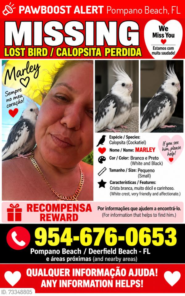Lost Male Bird last seen Sample, Pompano Beach, FL 33064