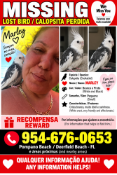 Lost Male Bird last seen Sample, Pompano Beach, FL 33064