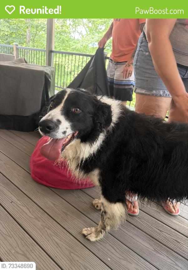 Reunited Male Dog last seen Shore line dr and marigold lane, Davidson County, NC 27292