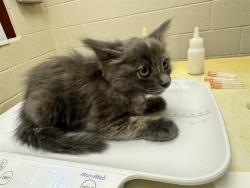 Shelter Stray Female Cat last seen Near BLOCK W PLATTE AVE, COLORADO SPRINGS CO 80904, 610 Abbot Ln, Colorado Springs, CO 80905, USA