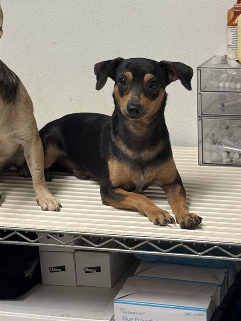 Shelter Stray Male Dog last seen Near BLOCK PANAMA RD, LAMONT CA 93241, 3951 Fruitvale Ave, Bakersfield, CA 93308, USA