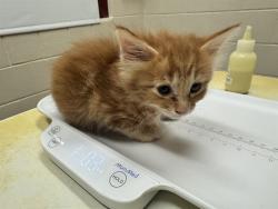Shelter Stray Female Cat last seen Near BLOCK W PLATTE AVE, COLORADO SPRINGS CO 80904, 610 Abbot Ln, Colorado Springs, CO 80905, USA