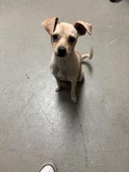 Shelter Stray Female Dog last seen Near BLOCK COTTONWOOD RD, BAKERSFIELD CA 93307, 3951 Fruitvale Ave, Bakersfield, CA 93308, USA