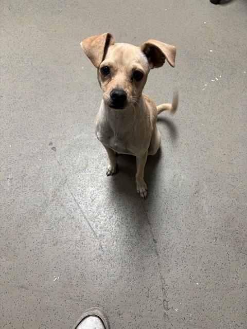 Shelter Stray Female Dog last seen Near BLOCK COTTONWOOD RD, BAKERSFIELD CA 93307, 3951 Fruitvale Ave, Bakersfield, CA 93308, USA