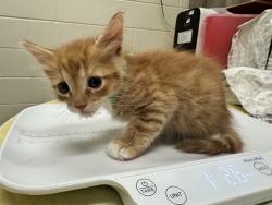 Shelter Stray Male Cat last seen Near BLOCK W PLATTE AVE, COLORADO SPRINGS CO 80904, 610 Abbot Ln, Colorado Springs, CO 80905, USA