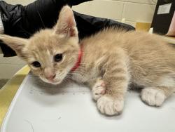 Shelter Stray Male Cat last seen Near BLOCK W PLATTE AVE, COLORADO SPRINGS CO 80904, 610 Abbot Ln, Colorado Springs, CO 80905, USA