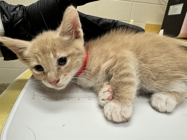 Shelter Stray Male Cat last seen Near BLOCK W PLATTE AVE, COLORADO SPRINGS CO 80904, 610 Abbot Ln, Colorado Springs, CO 80905, USA