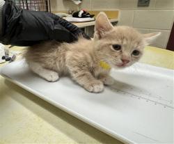 Shelter Stray Female Cat last seen Near BLOCK W PLATTE AVE, COLORADO SPRINGS CO 80904, 610 Abbot Ln, Colorado Springs, CO 80905, USA