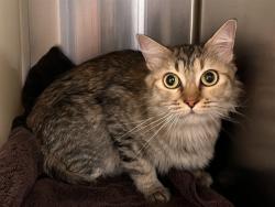 Shelter Stray Female Cat last seen Near BLOCK HERNDON CIR, COLORADO SPRINGS CO 80920, 610 Abbot Ln, Colorado Springs, CO 80905, USA