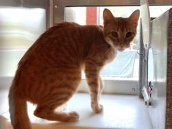 Shelter Stray Female Cat last seen Near BLOCK N MURRAY BLVD, COLORADO SPRINGS CO 80916, 610 Abbot Ln, Colorado Springs, CO 80905, USA