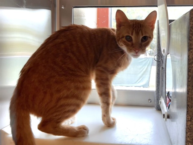 Shelter Stray Female Cat last seen Near BLOCK N MURRAY BLVD, COLORADO SPRINGS CO 80916, 610 Abbot Ln, Colorado Springs, CO 80905, USA