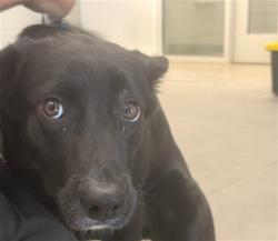 Shelter Stray Female Dog last seen N 19TH AND W BEARDSLEY RD, 1920 S Lewis, Mesa, AZ 85210, USA