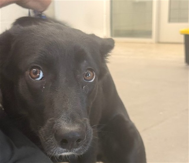 Shelter Stray Female Dog last seen N 19TH AND W BEARDSLEY RD, 1920 S Lewis, Mesa, AZ 85210, USA