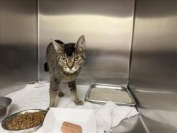 Shelter Stray Male Cat last seen Near BLOCK VIA DEL CIELO SANTA FE NM 87507, 100 Caja Del Rio Rd, Santa Fe, NM 87507, USA