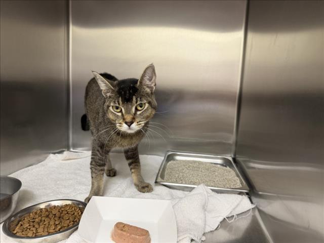 Shelter Stray Male Cat last seen Near BLOCK VIA DEL CIELO SANTA FE NM 87507, 100 Caja Del Rio Rd, Santa Fe, NM 87507, USA