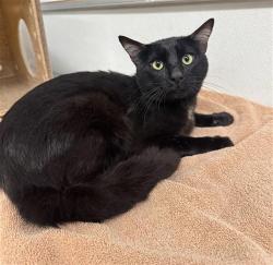 Shelter Stray Male Cat last seen , 600 Aviation Dr, Camarillo, CA 93010, USA