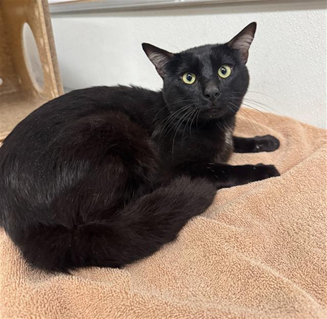 Shelter Stray Male Cat last seen , 600 Aviation Dr, Camarillo, CA 93010, USA