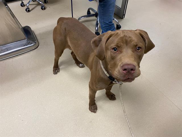 Shelter Stray Female Dog last seen Near BLOCK N 37TH ST, 3839 W Burnham St, West Milwaukee, WI 53215, USA