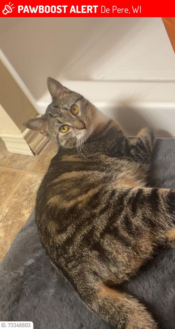 Lost Female Cat last seen Angels Touch Nursing home, De Pere, WI 54115