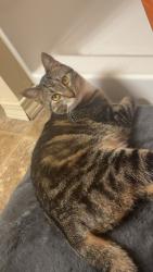 Lost Female Cat last seen Angels Touch Nursing home, De Pere, WI 54115