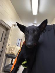 Shelter Stray Male Dog last seen , 232 Eslinger Way, Sanford, FL 32773, USA