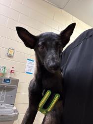 Shelter Stray Female Dog last seen , 232 Eslinger Way, Sanford, FL 32773, USA
