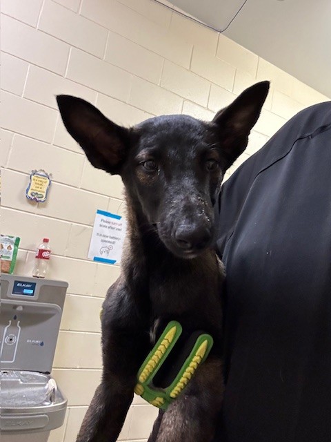 Shelter Stray Female Dog last seen , 232 Eslinger Way, Sanford, FL 32773, USA