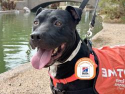Shelter Stray Male Dog last seen 31ST AVE AND NORTHVIEW AVE, 5501 E Van Buren St, Phoenix, AZ 85008, USA