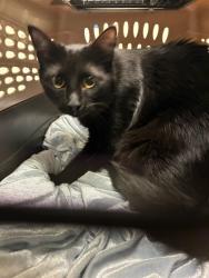 Shelter Stray Female Cat last seen Near BLOCK FLORENCE ST, 12155 Park Blvd, Brighton, CO 80601, USA