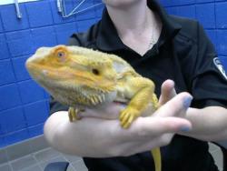 Shelter Stray Male Other last seen , 8920 Lomas Blvd NE, Albuquerque, NM 87112, USA