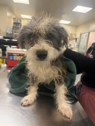 Shelter Stray Male Dog last seen COTTONWOOD / N SANDERSON, SAN JACINTO CA 92582, 581 S Grand Ave, San Jacinto, CA 92582, USA