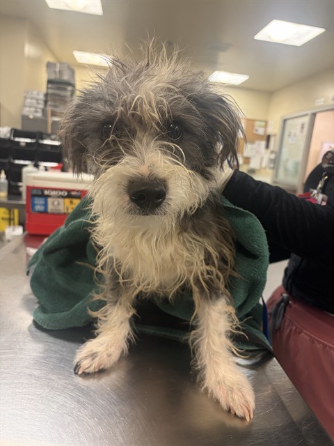 Shelter Stray Male Dog last seen COTTONWOOD / N SANDERSON, SAN JACINTO CA 92582, 581 S Grand Ave, San Jacinto, CA 92582, USA