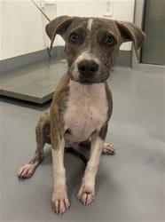 Shelter Stray Female Dog last seen PALM AVE/ESPLANADE AVE, HEMET CA 92545, 581 S Grand Ave, San Jacinto, CA 92582, USA