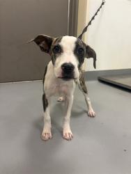 Shelter Stray Female Dog last seen PALM AVE/ESPLANADE AVE, HEMET CA 92545, 581 S Grand Ave, San Jacinto, CA 92582, USA