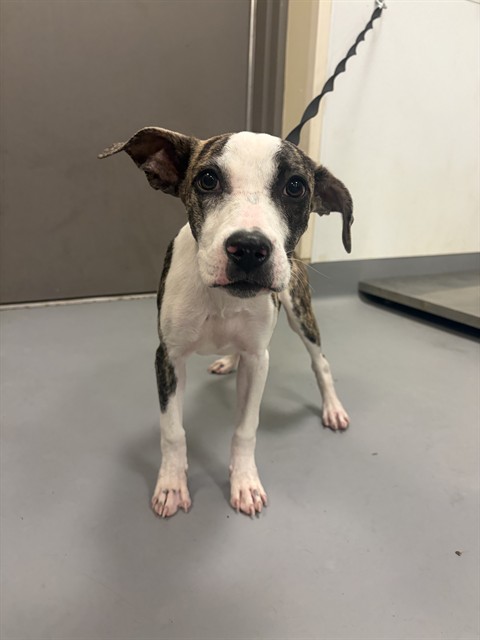 Shelter Stray Female Dog last seen PALM AVE/ESPLANADE AVE, HEMET CA 92545, 581 S Grand Ave, San Jacinto, CA 92582, USA