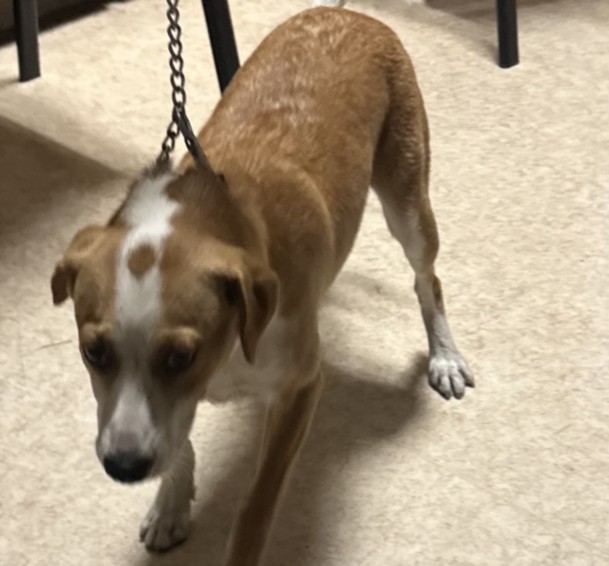 Shelter Stray Male Dog last seen , 957 N Gaffey St, San Pedro, CA 90731, USA