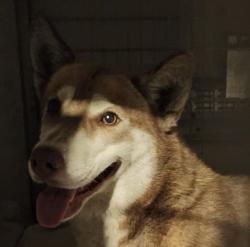 Shelter Stray Female Dog last seen , 11361 W Pico Blvd, Los Angeles, CA 90064, USA