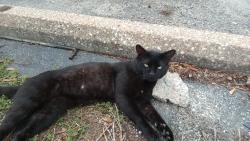 Reunited Male Cat last seen Dacoma, Houston, TX 77092