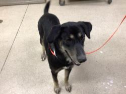 Shelter Stray Female Dog last seen Near BLOCK OLEANDER AVE, PERRIS CA 92570, 6851 Van Buren Boulevard, Jurupa Valley, CA 92509, USA