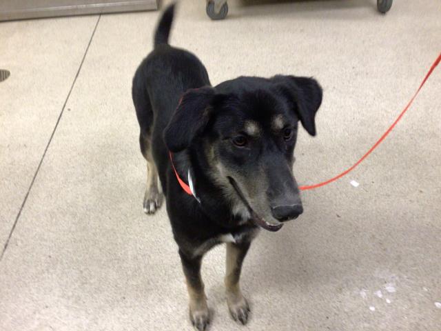 Shelter Stray Female Dog last seen Near BLOCK OLEANDER AVE, PERRIS CA 92570, 6851 Van Buren Boulevard, Jurupa Valley, CA 92509, USA