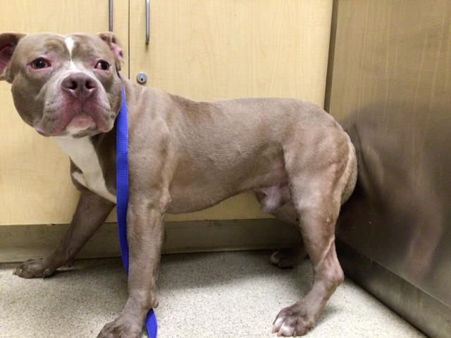 Shelter Stray Male Dog last seen VAN BUREN BLVD/ CHALLEN AVE RIVERSIDE CA 92503, 6851 Van Buren Boulevard, Jurupa Valley, CA 92509, USA