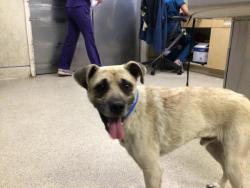 Shelter Stray Male Dog last seen Near BLOCK NEWCASTLE ST, JURUPA VALLEY, CA, 6851 Van Buren Boulevard, Jurupa Valley, CA 92509, USA